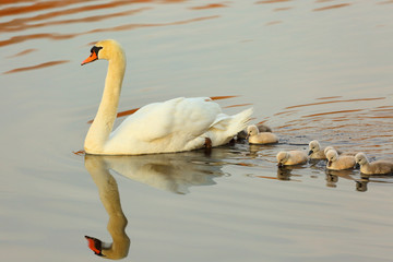 White swan pen with baby swan cygnets swimming in a beautiful pond with golden color in early spring near Boston, Massachusetts. 