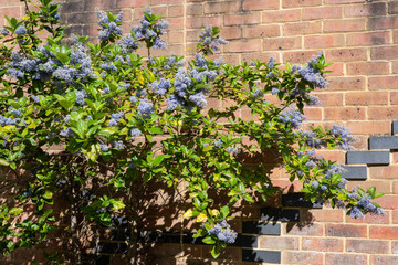 Fototapeta na wymiar Blue flowers of a Ceoanthus flowering in springtime