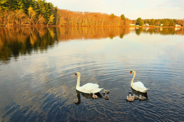White swan pen and cob with baby swan cygnets swimming in a beautiful pond with golden color in...