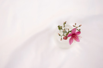 wild pink flower from the top of glass vase on white background