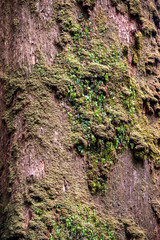 mit frischem grünem Moos bewachsene braune Baumstammrinde
