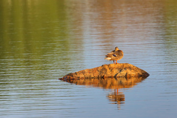 Female mallard duck standing on a rock in the middle of lake with reflection in early morning.