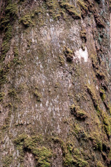 mit trockenem Moos bewachsene braune Baumstammrinde und Linienstruktur, abstrakt trocken