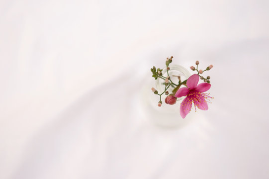 wild pink flower from the top of glass vase on white background
