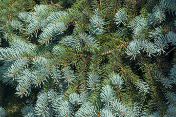Naklejka na ściany i meble Background of branches with needles of noble evergreen spruce