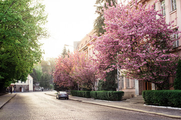 
Spring. Sakura color. Street with sakura trees