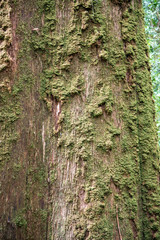 mit trockenem Moos bewachsene braune Baumstammrinde und Linienstruktur, abstrakt trocken