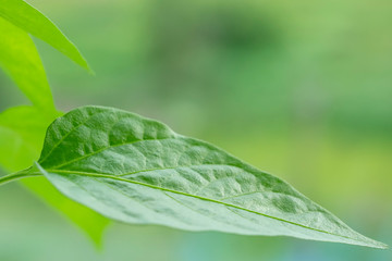 Green leaf on natural background of summer green vegetation