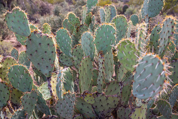 Saguaro National Park in Arizona