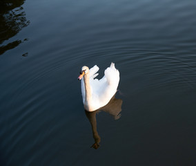 Close up image of a white goose on a blue lake in the sunlight. Goose are swimming in a blue lake, habitat background. Beautiful goose lifestyle.
