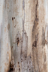 farbige abstrakte braune Muster und Strukturen auf Eukalyptusrinde trocken