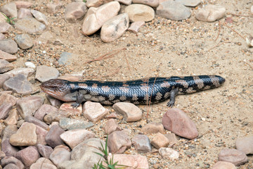 this is a side view of a blue tongue lizard