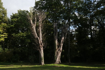 Fototapeta na wymiar arbre