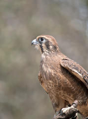 this is a close up of a brown falcon