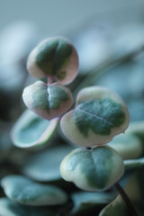 String of heart flower with macro shot