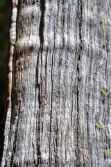Fototapeta premium abstrakte parallele geradlinige Holzlinienmuster und Strukturen auf Baumstamm trocken