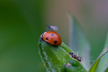 Bug trio on a plant, ladybug, fly, ant
