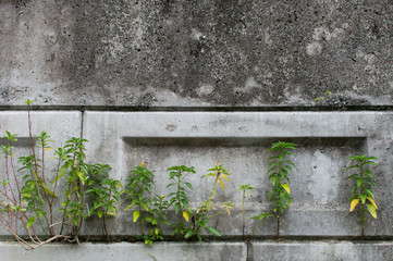 コンクリートの壁の隙間に生える植物