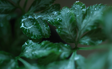 Silver fern wet leaves with macro shot