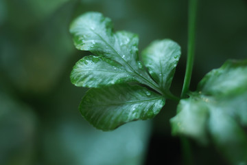 Silver fern wet leaves with macro shot