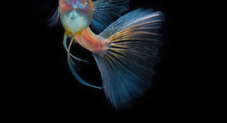 Capture the moving moment of the Guppy fish isolated on black background. Metal gold lace Guppy fish.