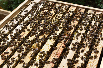 Bienen auf den Rahmen im Bienenstock, Zarge mit Rahmen