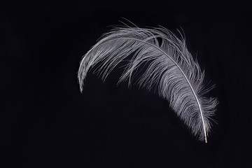 Natural single maple leaf painted with silver metallic paunt on dark deep black background. Trendy creative modern fashion decoration concept.