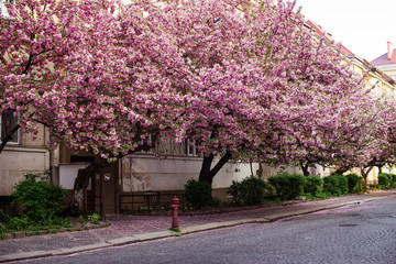 
Spring. Sakura color. Street with sakura trees