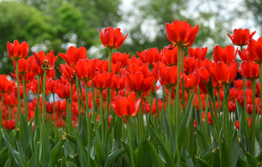 Beautiful red tulips flower in the garden.Spring gardening concept.Floral background for design with copy space.