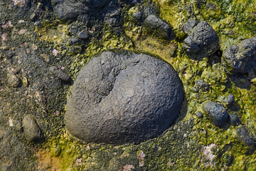 Algae on big stone in the Sea close