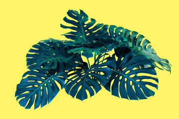 Monstera top view leaf model philodendron isolated on pastel background / copy space - top view, © eakarat