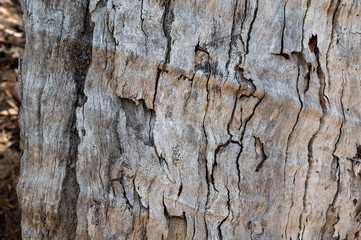 graubraune Holzbaumstammstruktur mit Wurmtunnel Linien abstrakte trocken