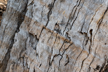graubraune Holzbaumstammstruktur mit Wurmtunnel Linien abstrakte trocken