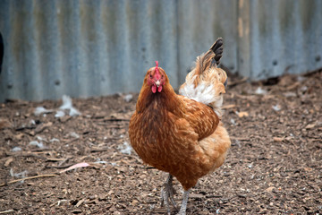 this is a white and brown chicken with a pink face