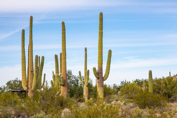 Saguaro National Park in Arizona - obrazy, fototapety, plakaty