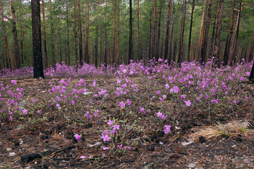 Fototapeta premium purple flower in bloom