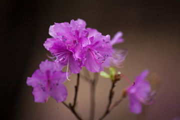 Fototapeta na wymiar purple flower in bloom