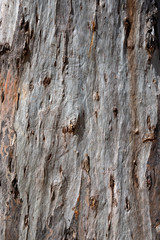 abstrakte unregelmäßige Baumrinde mit erhabenen Stellen in grau und braun  trocken