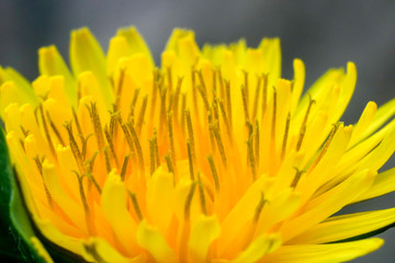 dandelion flower in macro photography
