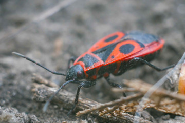 red beetle with black spots on the ground, macro photography