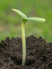 sprout of a plant in macro photography