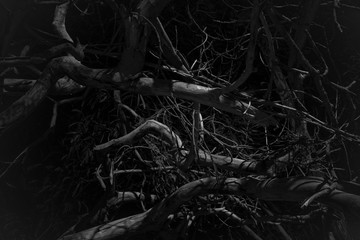 Black and white tree banches at night in Aqaba