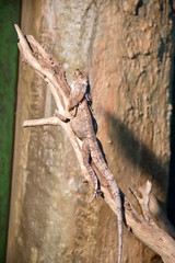 this is a side view of a frill neck lizard