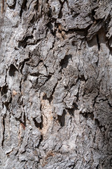 bröckelige bröslige Baumrindenstruktur in grau und brau abstraktes Muster trocken
