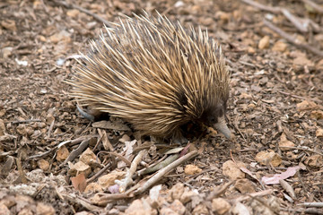 the short nosed echidna is searching for ants