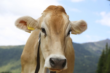 Alpine gray cow. White cow with horns in Dolomites area. Alpine cow. Portrait of a gray beautiful cow. A grey alpine cow in a green pasture in Dolomites area