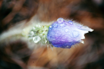 snowdrops in the drops