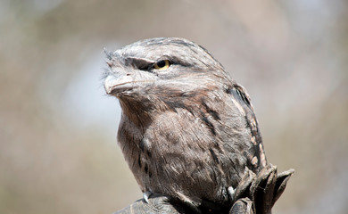 this is a close up of a tawny frogmouth