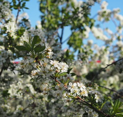 Blooming white cherry branches on a spring day with leaves.
