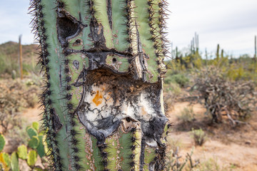 Saguaro National Park in Arizona © Michał Adamowski
